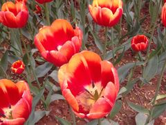 iphone_upload_pic-洛阳郁金香牡丹园