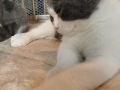-1013 PET SHOP 宠物商店(近铁城市广场店)