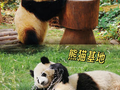 -成都大熊猫繁育研究基地