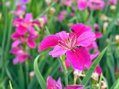 -广西壮族自治区药用植物园