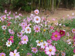 -天适樱花悠乐园