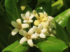 -春花秋色城市公园