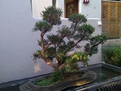 -怡得观滇餐厅·地道昆明菜·1996(海埂大坝店)