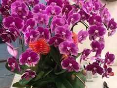 -双季花艺园艺市场(浦东店)