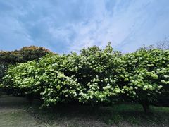 -上海滨江森林公园