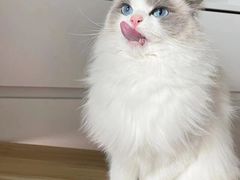 -Bastet sally猫舍购宠(静安店)