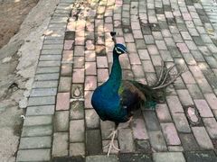 -泉州海丝野生动物世界