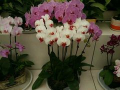 -兰陵国家农业公园