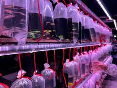 -中环花鸟鱼虫市场