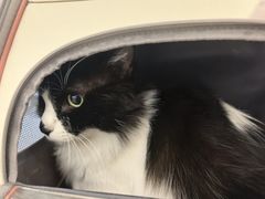-艾贝尔宠物医院 ·中兽医·宠保定点(北门桥店)