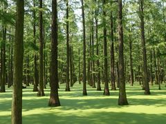 -渌洋湖湿地公园