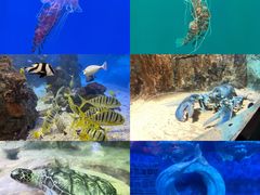 -大连老虎滩海洋公园