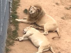-西霞口神雕山野生动物世界