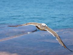-星海湾跨海大桥