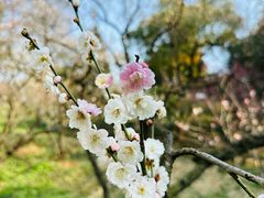 -梅花山(明孝陵内)