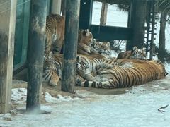 -大连森林动物园