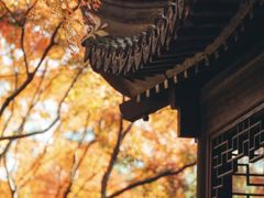 -秋霞圃