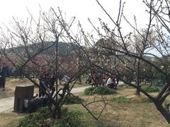 -香雪海