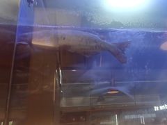 -老板恋上鱼(印象城店)