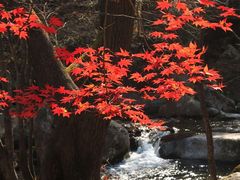 -关门山森林公园