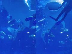 -烟台海昌鲸鲨海洋公园