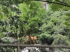 -黄山翡翠谷景区
