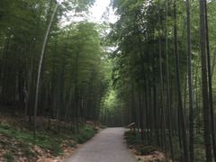 -午潮山国家森林公园