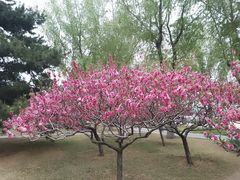 -莲花池公园