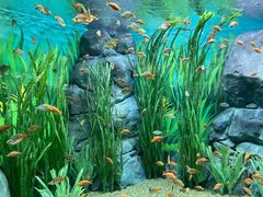 -上海海洋水族馆