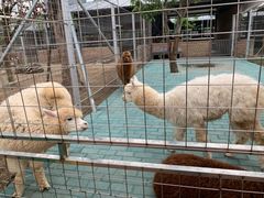 -迪茵湖田家舍生态农场