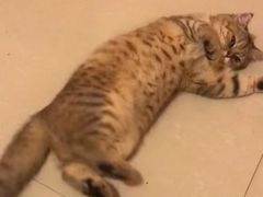 -pd派德宠物中心医院24H急重症·眼科中心·血液透析中心(嵩山北路店)