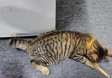 卷尾猫阿短相当可爱,陶教练也相当专业,准备来充值做下肢训练了,不能