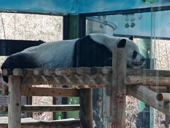 -栾川竹海野生动物园