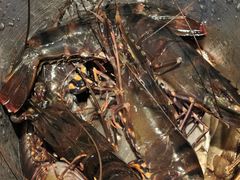-争先鲜·蒸汽海鲜自助·鲜切牛肉