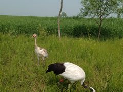 -黑龙江扎龙生态旅游区