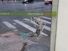 -瑞鹏·疫苗·绝育·宠物医院(广九店)