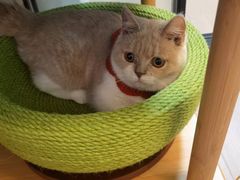 -COLOR PETS 撸猫馆·购猫·猫咖(长风大悦城店)