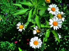 -大兴滨河森林公园