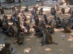 -南湾猴岛+椰田古寨一日游