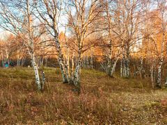 -塞罕坝国家级自然保护区