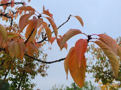 -牛背梁国家森林公园