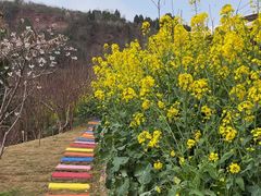 -桃源山庄·水蜜桃采摘·柴火鸡·烧烤团建(龙泉山店)