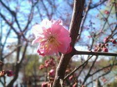 -紫竹院公园冰场