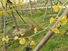 -汉长安城未央宫国家考古遗址公园