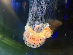 -凯莉-塔尔敦海洋生物水族馆