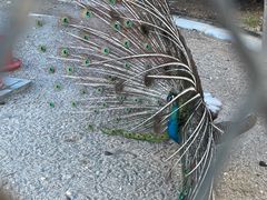 -金紫荆松骨休闲水会