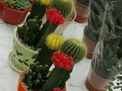 -三圣花乡旅游区