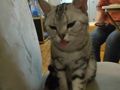 -这儿没有猫·猫咖萌宠馆·撸猫