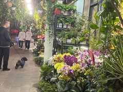 -溪岸路花鸟市场
