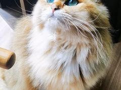 -豆逗聊愈猫阁Easy Life